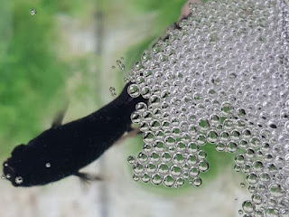 Ciri Ciri Gelembung Ikan Cupang Yang Sudah Ada Telurnya