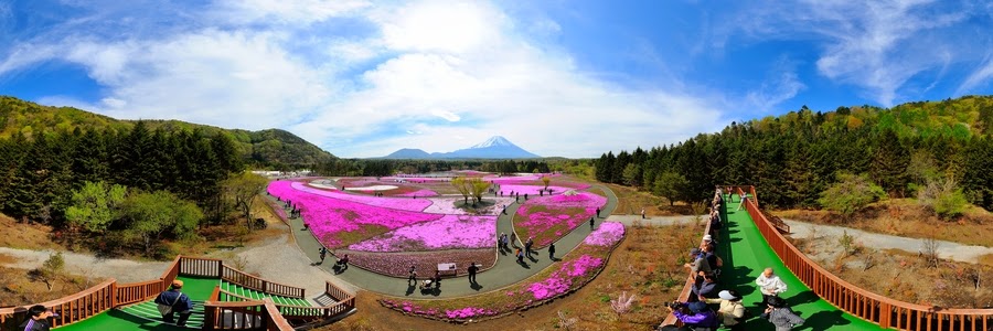  富士芝桜まつり２０１４−１