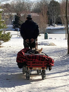 Este hombre usa una carreta para ayudar a su perro paralizado a explorar el mundo