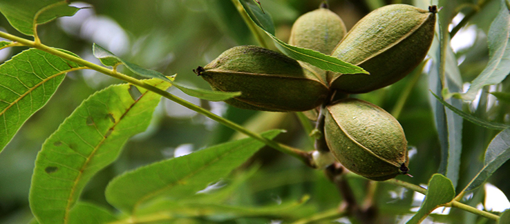 Trees considered messy include those that drop fruit nuts twigs and branches