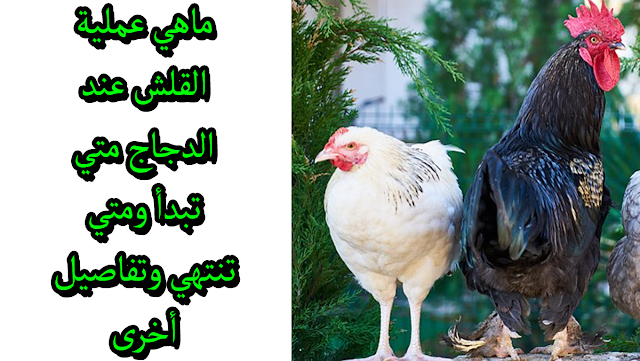 القلش عند الدجاج