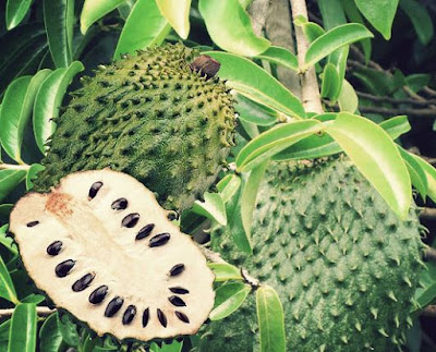 Manfaat Buah Sirsak