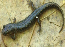 Desmognathus-smallest_salamander