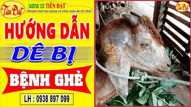 Cách điều trị dê bị ghẻ nhanh chóng hiệu quả