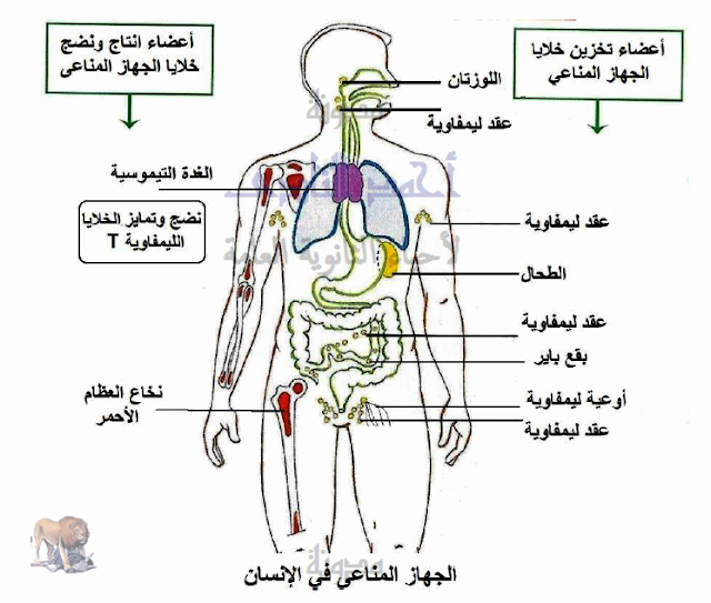 تركيب الجهاز المناعى فى الإنسان 