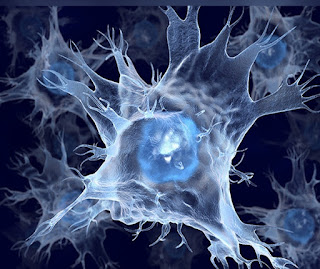 Cells of Immune System Dendritic Cells Learn BioTechnology with DeepaliTalk 