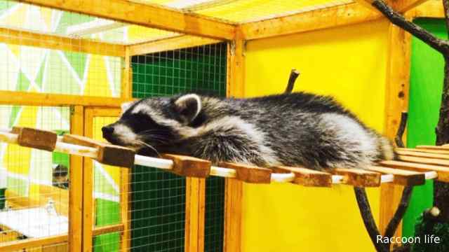 Enclosure for a raccoon in the apartment