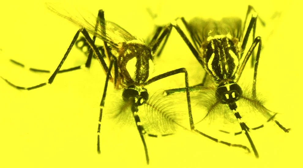 Mosquitos como arma biológica?: CIA financiou experimento secreto de mosquito na Índia nos anos 70