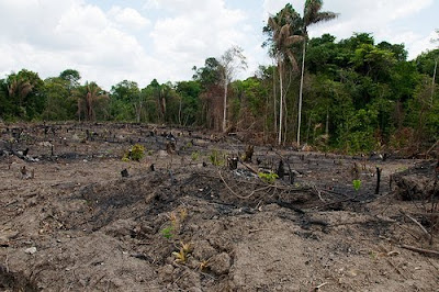 Deforestation in Brazil