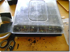 xplants 006