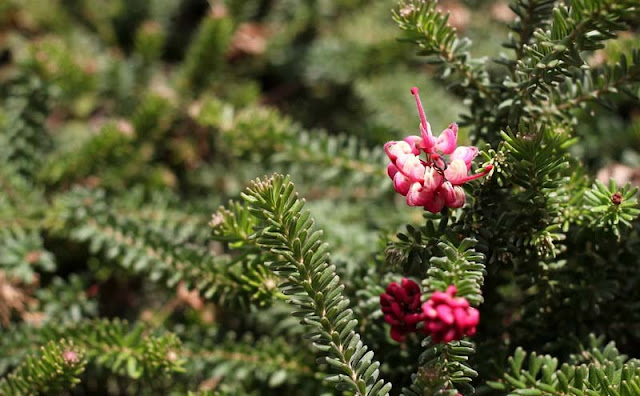 Grevillea Lanigera Flowers