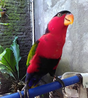 Suara Burung Nuri Merah Kepala Hitam Untuk Materan