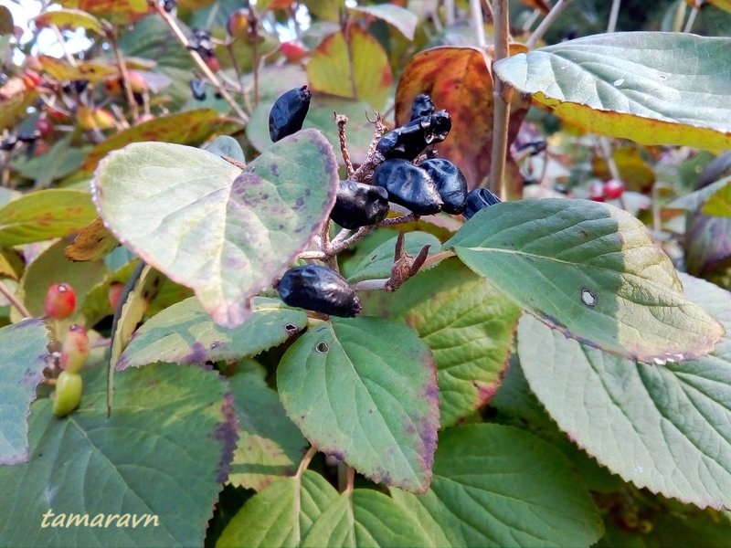 Калина буреинская (Viburnum burejaeticum)