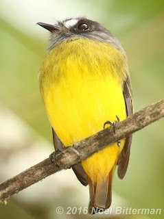 Ornate Flycatcher