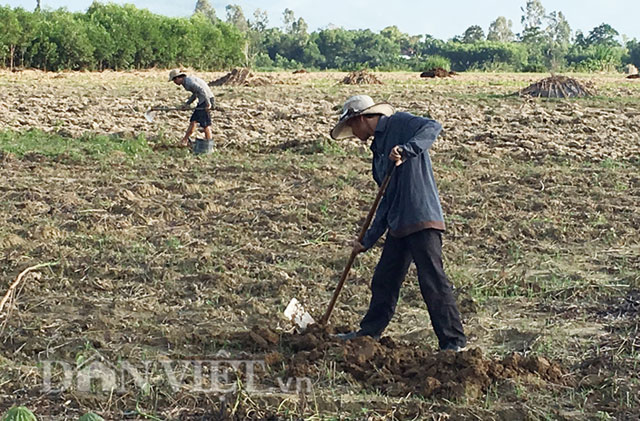 Theo chân thợ săn đặc sản sùng đất vào mùa