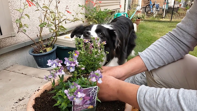 保護犬 ボーダーコリー トーマ