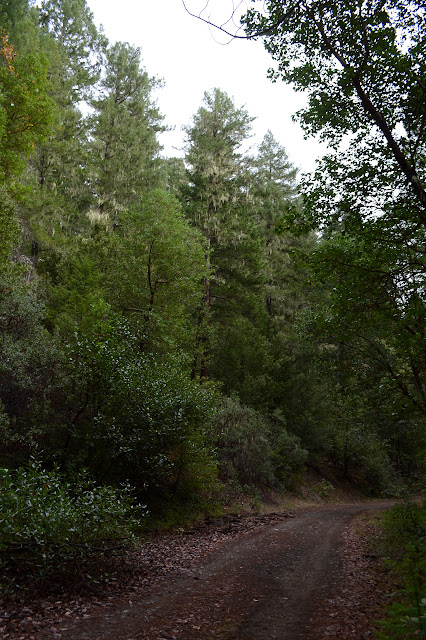 open single lane with trees all around