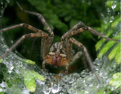 biggest camel spider in world. Biggest+camel+spider+bite