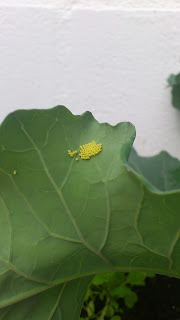 Huevos de la mariposa de la col