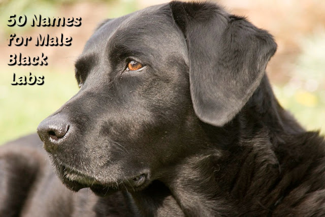 Male Black Labrador Retriever Names