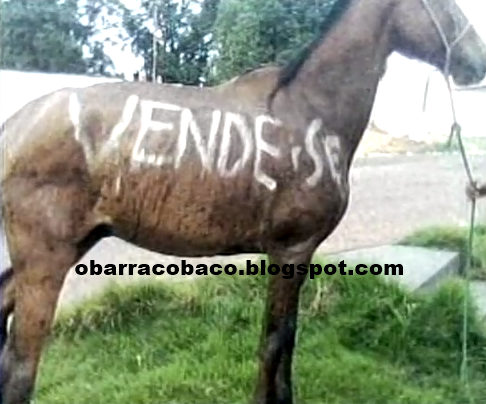 CAVALO TA NA VENDA!! BLOG DE HUMOR - CONFIRA JA JA