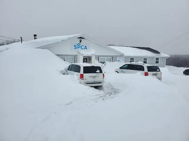 The Cape Breton SPCA in Sydney, N.S., as it appeared on Tuesday. The organization says there are concerns the roof could collapse under the weight of snow.