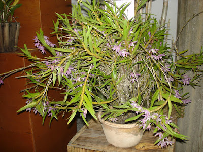 Dendrobium aduncum care and culture