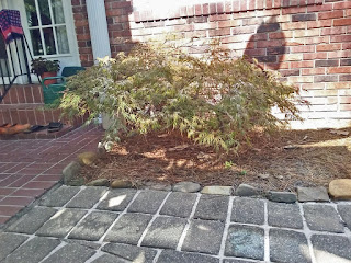 Japanese Maple