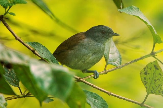 Pseudoalcippe abyssinica