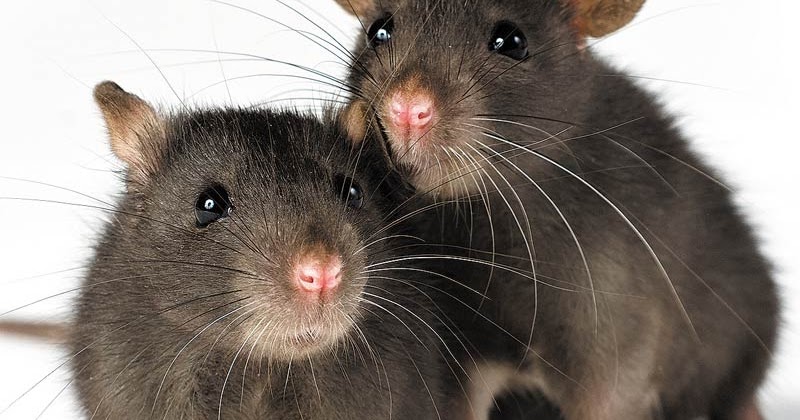 Resultado de imagem para ratos guinendade