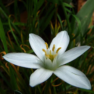 LA FLOR DE BACH DE LA PAZ