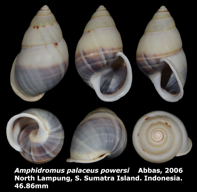 Amphidromus palaceus powersi 46.86mm