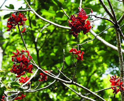 ভ্রমণ- সুলু সাগরের সান্দাকানে by জাকারিয়া মন্ডল