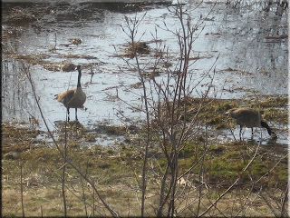 Canadian geese