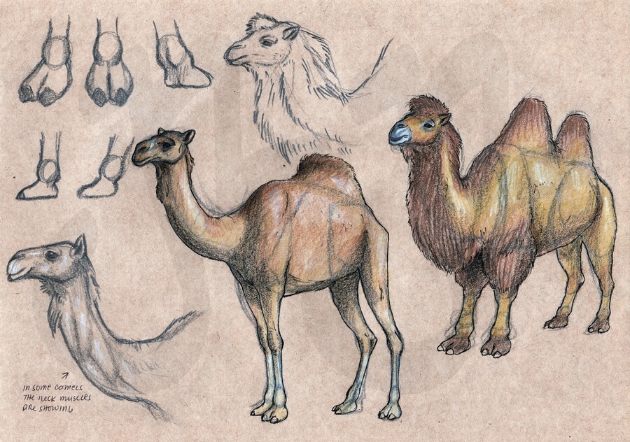 08-camel-camel-drawing-animal-anatomy-jerome-nicolas-www-designstack-co