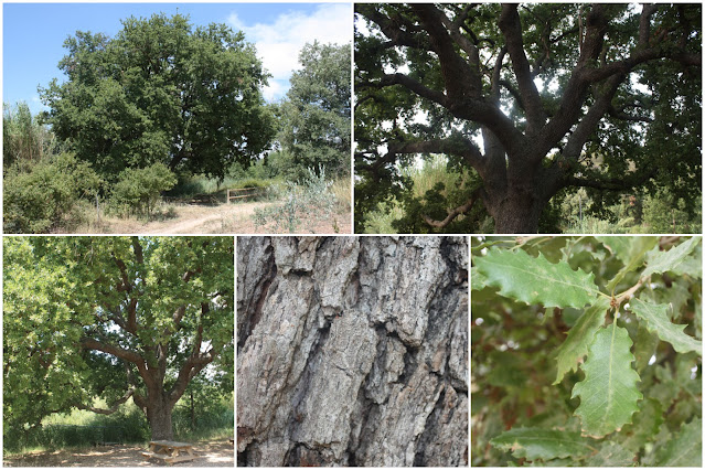 ARBRES SINGULARS, ARBRES REMARCABLES DEL PLA DE MANLLEU (ALT CAMP) I AIGUAVIVA (BAIX PENEDÈS), Roure de la Palanca al Pla de Manlleu