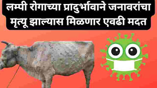 लम्पी रोगाच्या प्रादुर्भावाने जनावरांचा मृत्यू झाल्यास मिळणार एवढी मदत | Lampi Virus Mantrimandal Nirnay