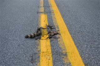 Road crew paints yellow line over dead raccoon