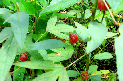 Buah-Buahan Tempatan Dari Desa-kampung