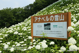 アナベルの雪山写真