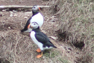 Beautiful Puffins.