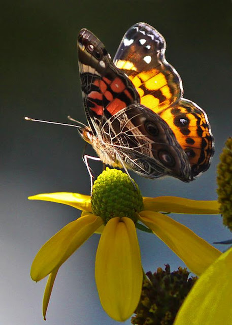 Flowers and Butterflies