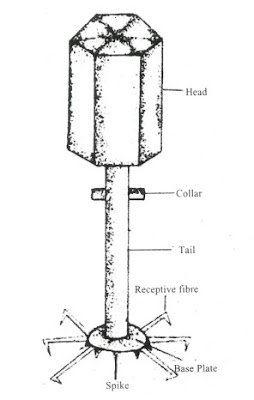 structure of a virus 