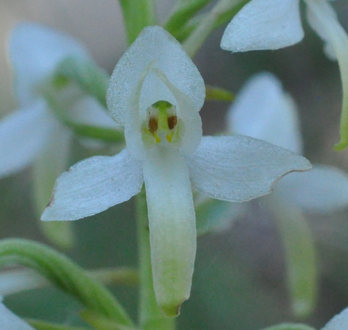 Platanthera bifiola