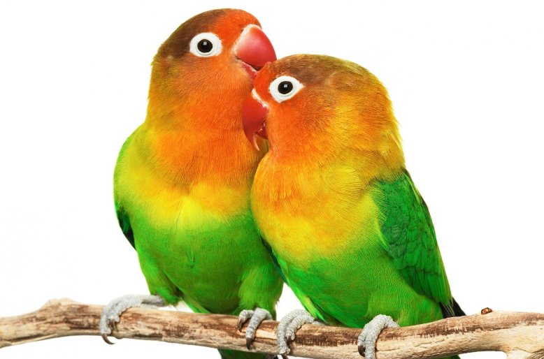 Cara Membedakan Antara Burung Lovebird Jantan dan Betina