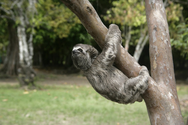 Maned sloth