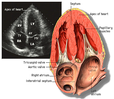 Apical Four Chamber View