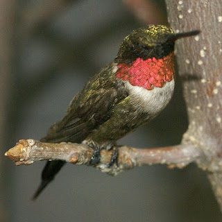 Colibri à gorge rubis - Archilochus colubris