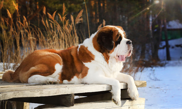 "Beautiful Saint Bernard dog with classic red and white coat, standing on a mountain with snowy peaks in the background, looking noble and majestic."