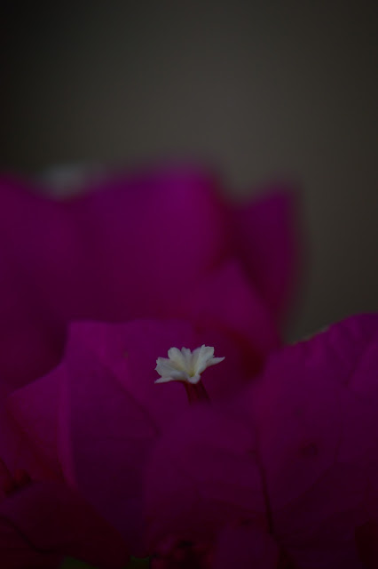  bougainvillea, photography, amy myers, journal of a thousand things, desert garden